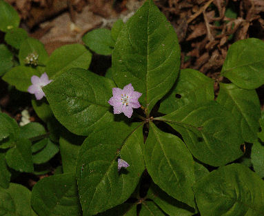 2008-05-05_5 Starflower Cropped TN.jpg - 47978 Bytes